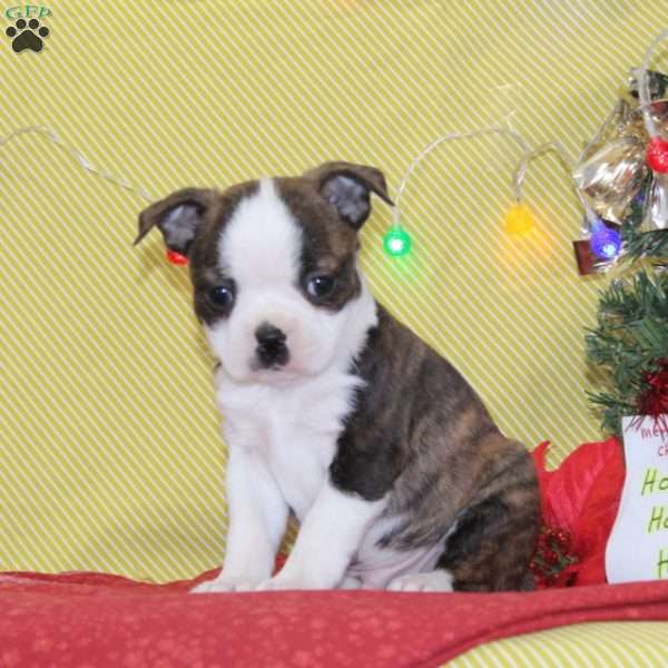 Nicholas, Boston Terrier Puppy